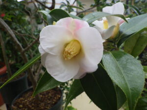 ツバキ　昭和侘助